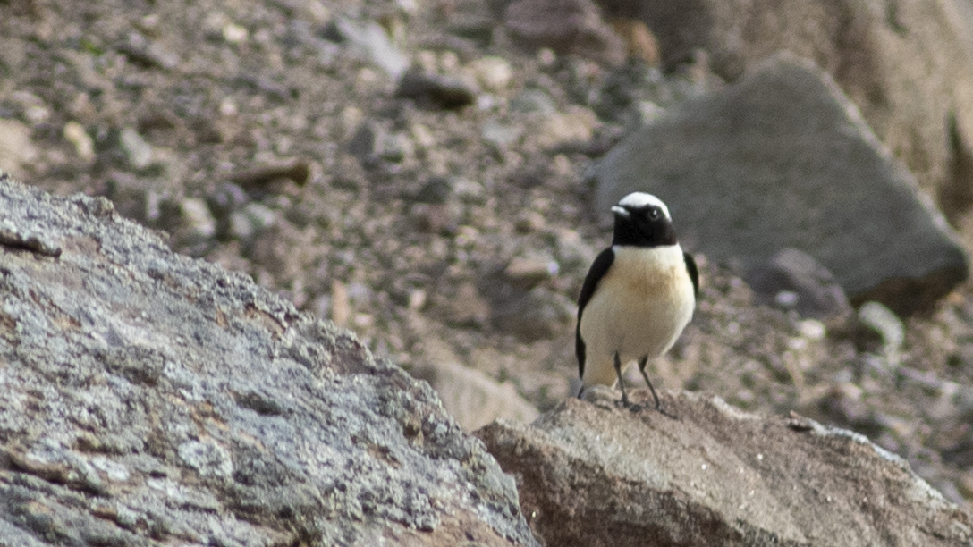 Black-eared Wheatear